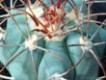 Echinocactus_horizontalonius